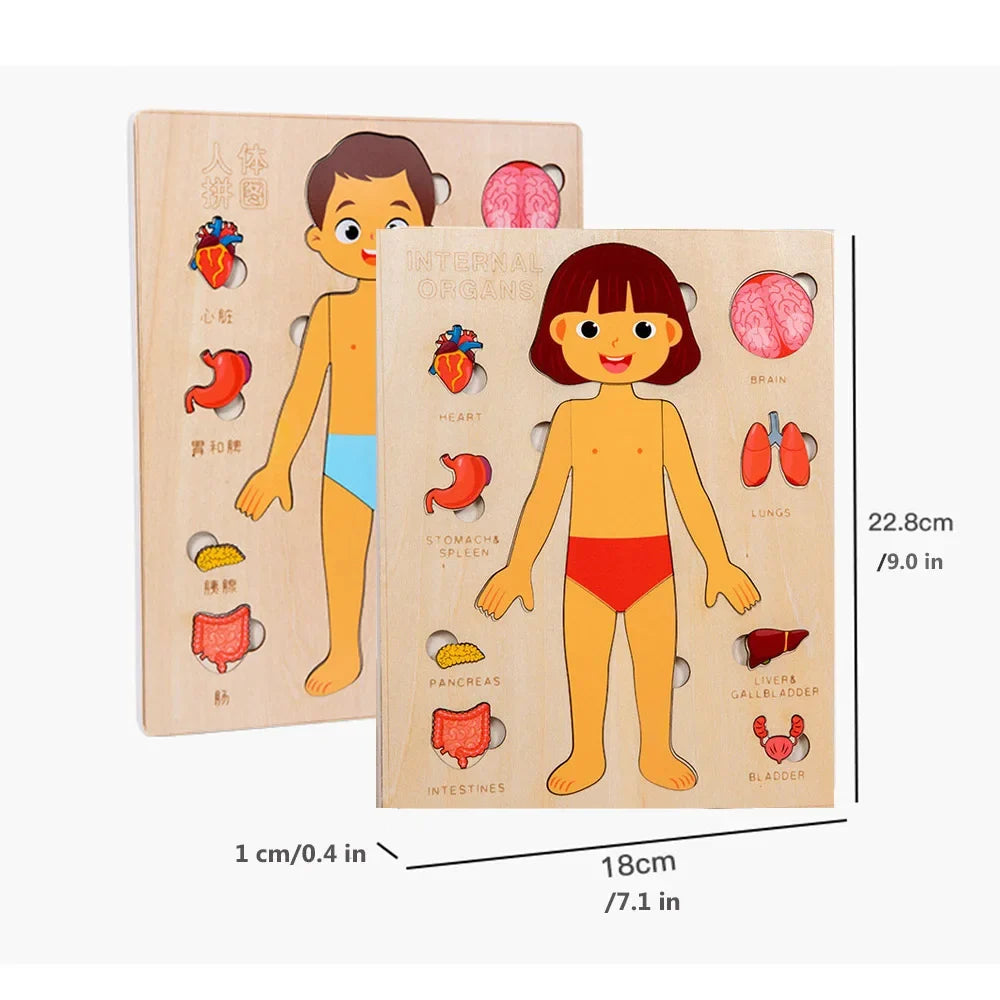 Montessori Human Body Jigsaw Puzzle
