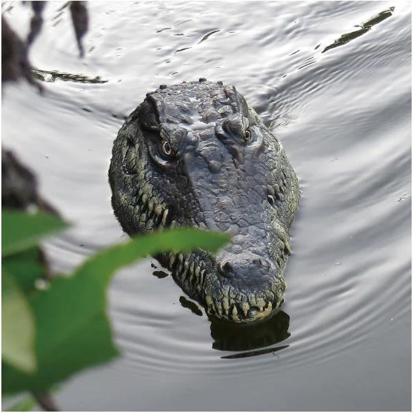 Remote Control Crocodile Head for Pool and Pond - view 4